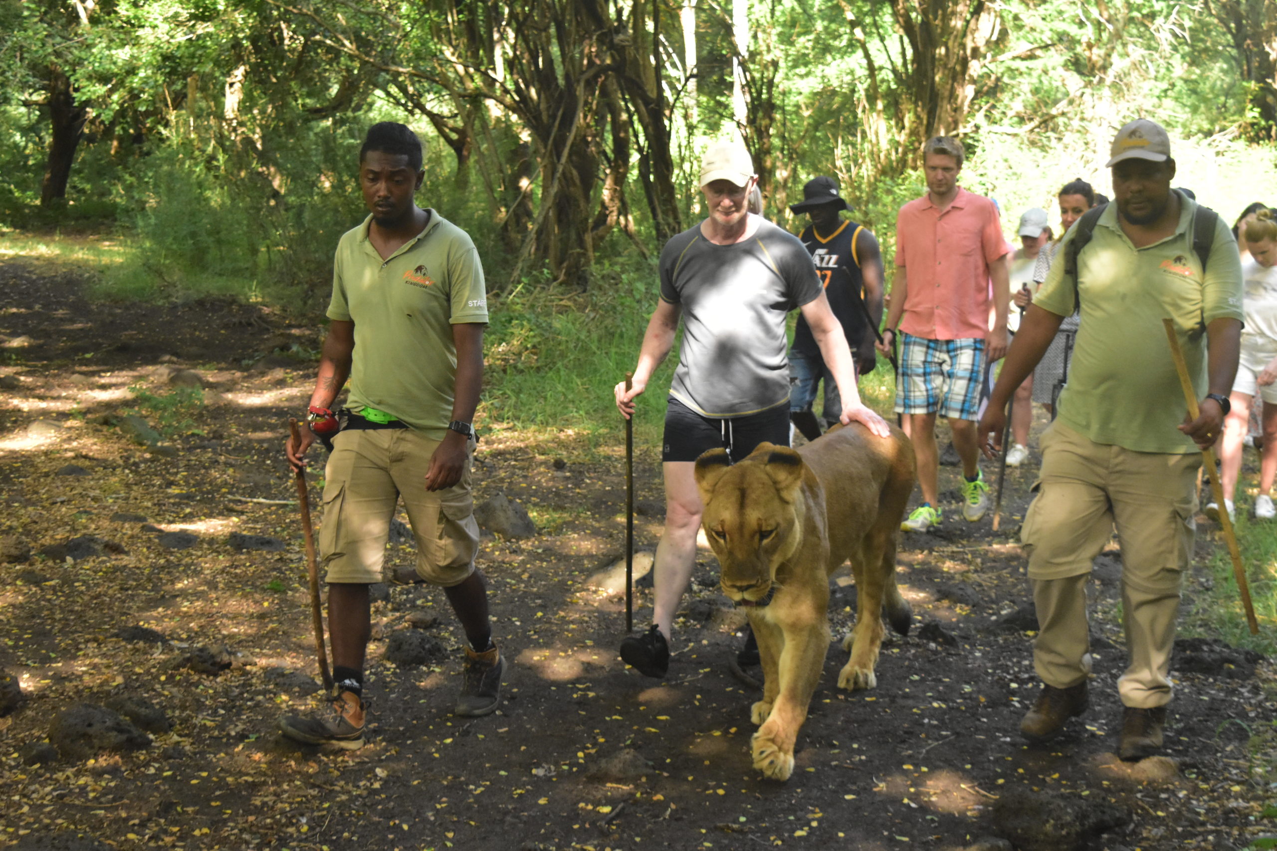 A man walking alongside  a female lion in a safari park in Mauritius