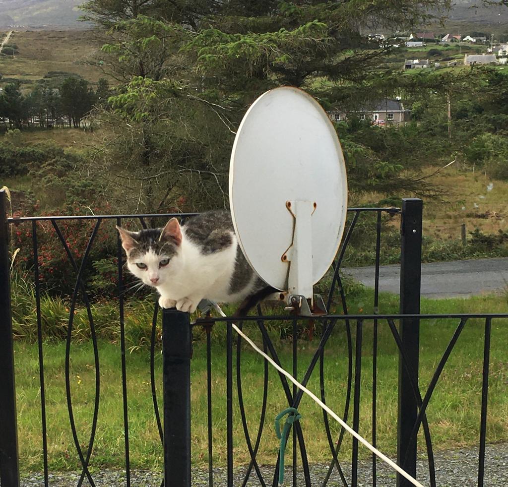 A small black and white cat sitting on railings next to a satellite dish