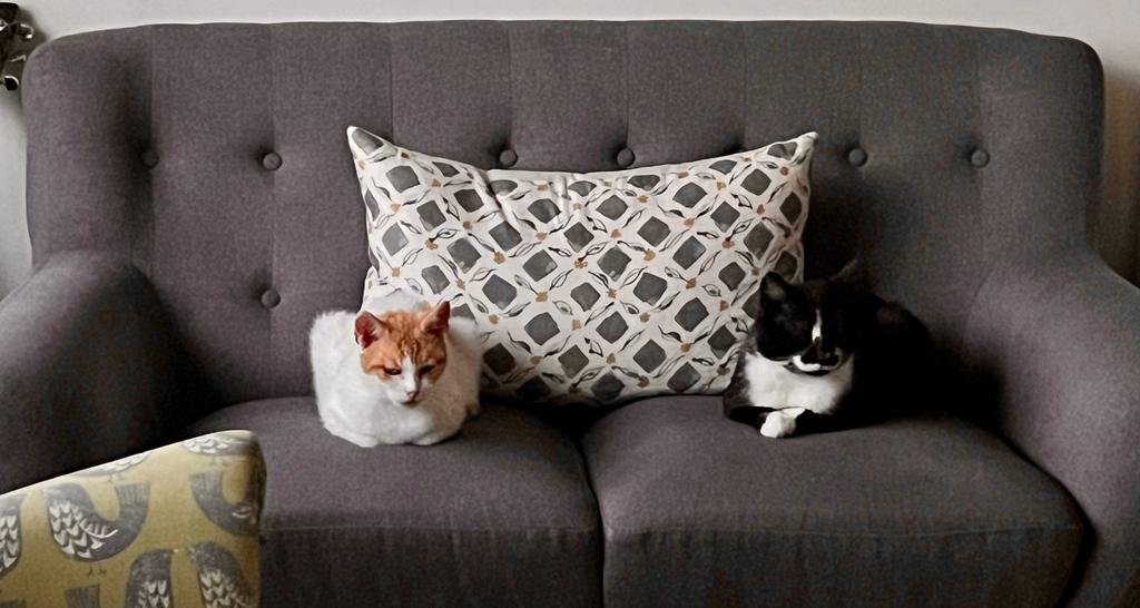 Two cats, one white and ginger, one black and white. Sitting on a grey settee with a cushion between them.